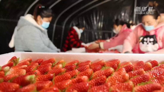 新华全媒+｜寒潮中的“草莓保卫战”