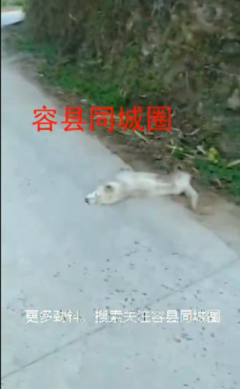 激气！容县千秋村今早发现有人毒狗，已死3条狗！