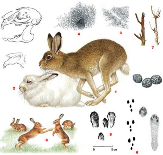 你知道兔兔有多少种吗？一起来数数吧