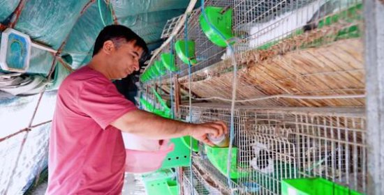 新疆阿瓦提县：发展肉兔养殖 “蹦”出新的致富路