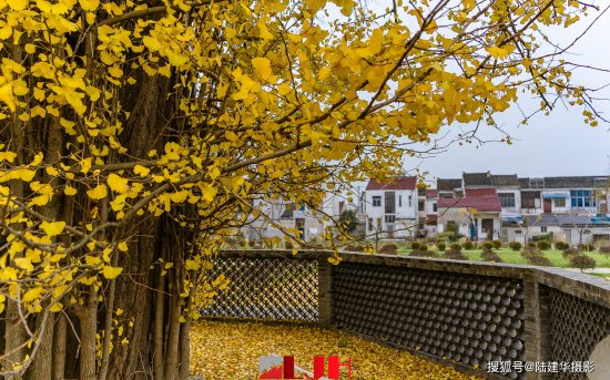 浯泗渎村的1800岁古银杏，<em>太湖</em>西岸的第三棵古树