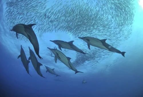 每天都在上演<em>的大自然奇迹</em>：塑造地球的海洋动物迁移