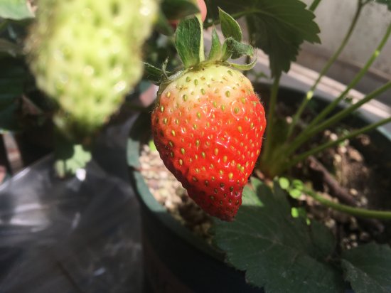 <em>盆栽草莓</em>在家怎么养？有三个方面很重要，春天不愁没果吃