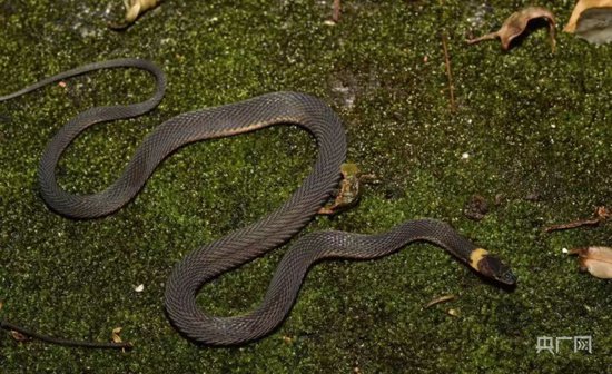 生态潇湘丨<em>湖南</em>发现蛇类新物种南山脊蛇