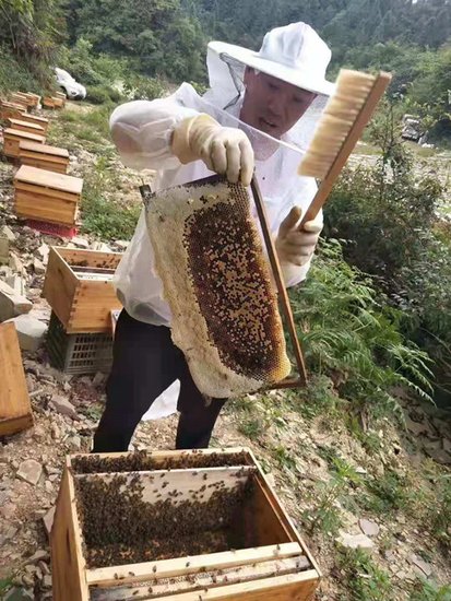 重庆石柱岑维权：养殖中蜂铺就“甜蜜”致富路