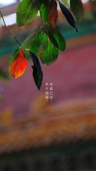 在“二十四节气”里读懂中国丨寒露：寒生露凝，秋意渐浓