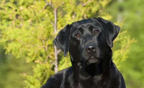 <em>黑色的拉布拉多犬</em>很难得，但是为什么没人养呢？原因很伤人心！