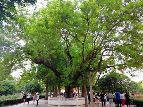 郑州人民公园173岁古国槐入围全国“镇园植宝”