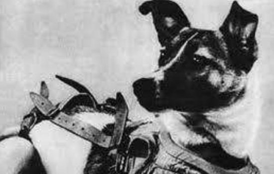 1957年，世界首条“太空<em>狗</em>”被送进宇宙，此刻还在你我的“头顶...