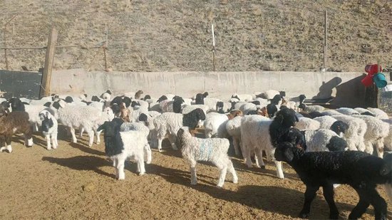 新疆和静：冬羔生产正当时 龙年致富“<em>喜羊羊</em>”