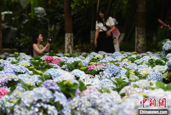 重庆无人自助鲜花集市吸引市民打卡