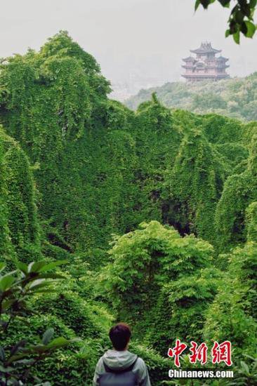杭州云居山大片油麻藤生长 游客宛如置身“绿野仙踪”