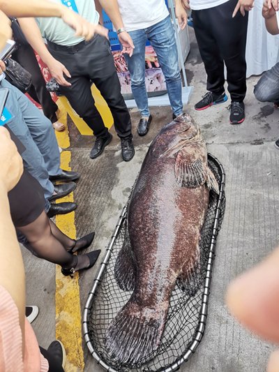 三百多斤<em>石斑鱼</em>，你见过吗？厦门高崎渔港海鲜节将持续至27日