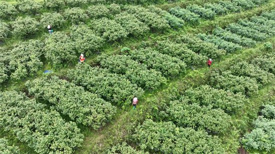 丹寨：万亩蓝莓领“鲜”上市 产销两旺助农增收-新华网