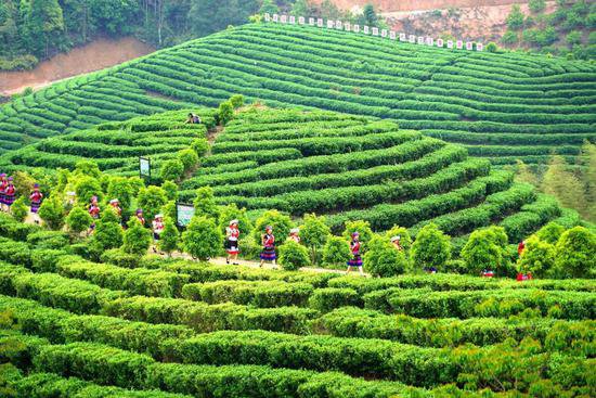 第十四届桂林恭城油茶文化节将于5月21日启动