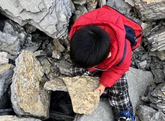 <em>男孩</em>爬山捡到“怪石头”，竟是5亿年前古生物化石