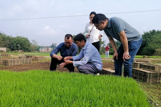 玉林市农业科学院水稻先锋队到陆川县开展春耕生产科技服务