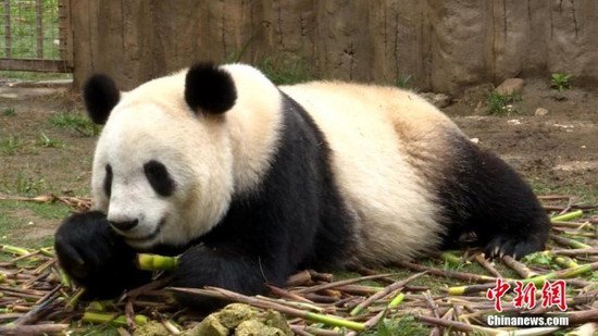 秦岭大熊猫“悠享”初夏时光