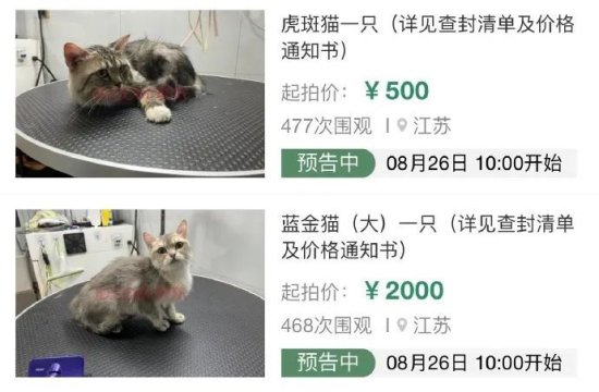 男子<em>欠钱不还</em>，13只猫咪被迫卖身救主，网友：我刀呢！