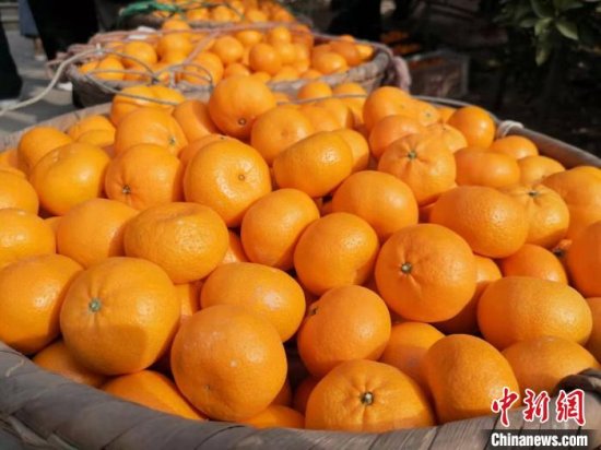中国农科院柑桔研究所：中国是世界蜜橘的起源地