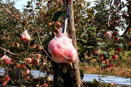 果农种7年苹果出售超20万斤<em> 自己却没吃</em>过一个好的