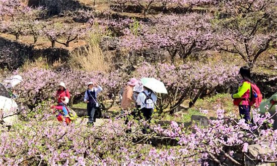 贵州梭筛：阳春三月桃花开 春色满园游客来-新华网