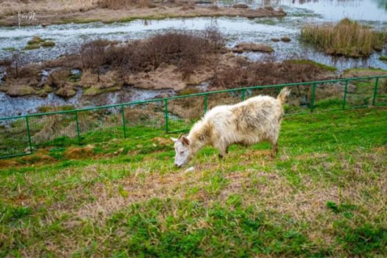 在杭州也能遇见成群的牛羊，羊是山羊，牛<em>是什么</em>牛呢？