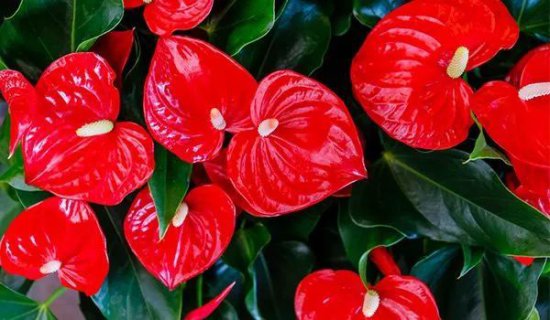 在室内养好盆栽<em>红掌的</em>几个技巧，让花朵常年火红