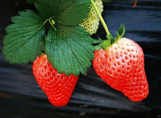 <em>草莓种植如何</em>提高甜度？