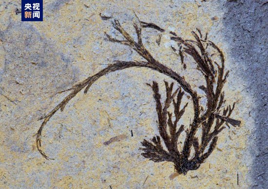 <em>湖北十堰</em>发现3亿多年前古植物化石群