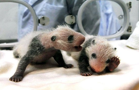 日本和歌山县为双胞胎大熊猫宝宝征集名字