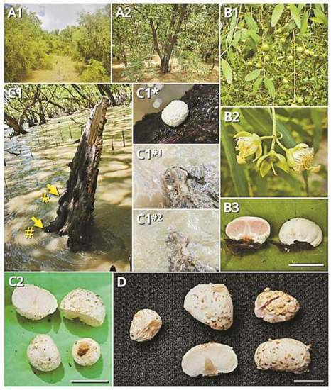 深圳西湾红树林发现两种新“海洋蘑菇”