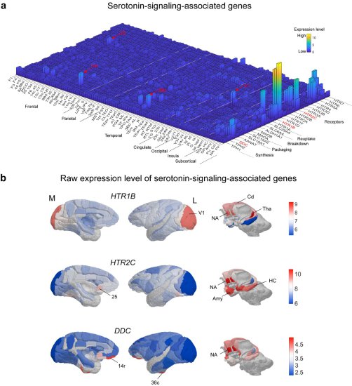 王征实验室发布猕猴<em>全脑</em>分区转录组图谱，开启灵长类影像转录组...