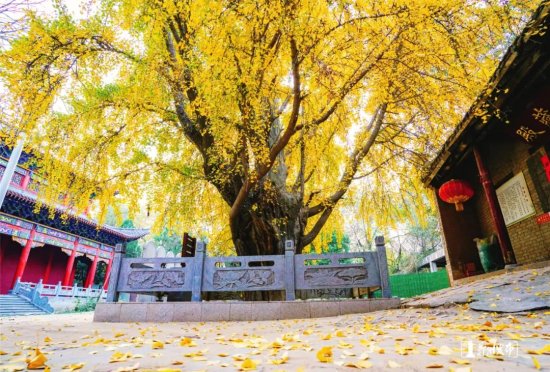 郑州市区<em>最古老的银杏树</em>！你知道多少年、在哪吗？