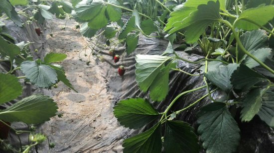 <em>草莓</em>被检测农药超标 记者探访：农民有委屈