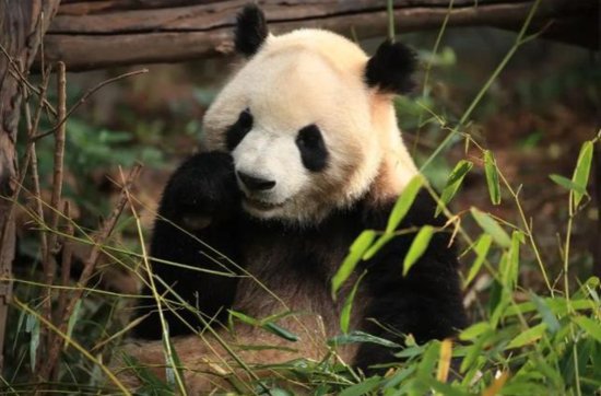 顶流大熊猫落户<em>杭州</em>动物园！<em>什么时候能</em>和大家见面？
