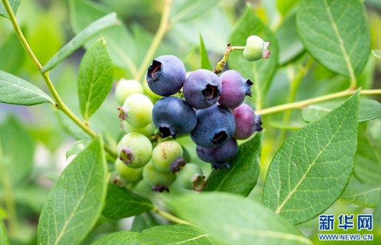 重庆南川：小小蓝莓果 致富大产业