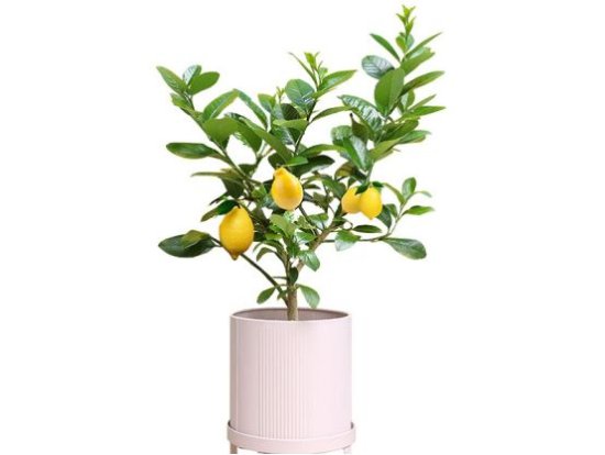 <em>香水</em>柠檬：一种可以直接拿来泡水的植物，你不想过要养一盆吗？