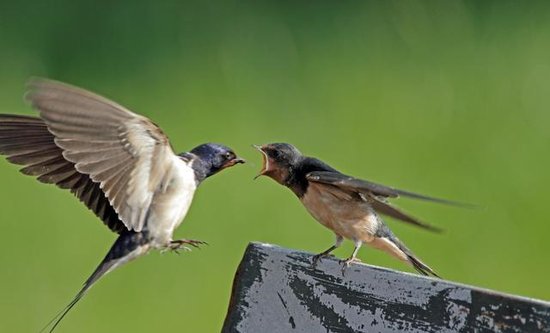燕子和麻雀同为“吉祥鸟”，为啥一种受农民保护，一种却讨人厌...