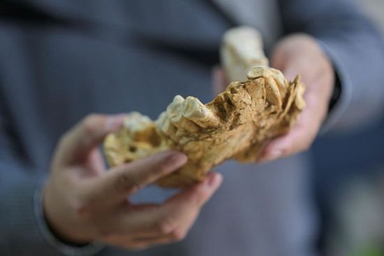 北京：步氏巨猿<em>灭绝之谜</em>揭开 中科院展示巨猿下颌化石