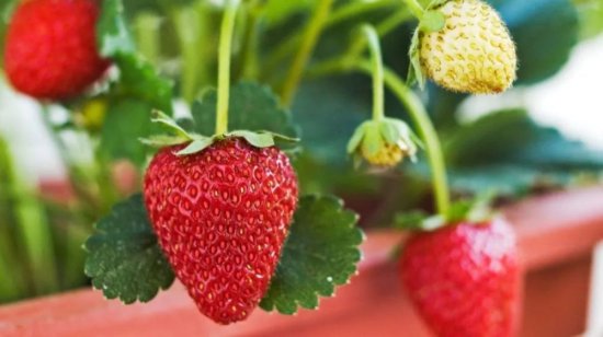 <em>阳台盆栽草莓种植</em>攻略，从幼苗、开花到结果，全过程指导