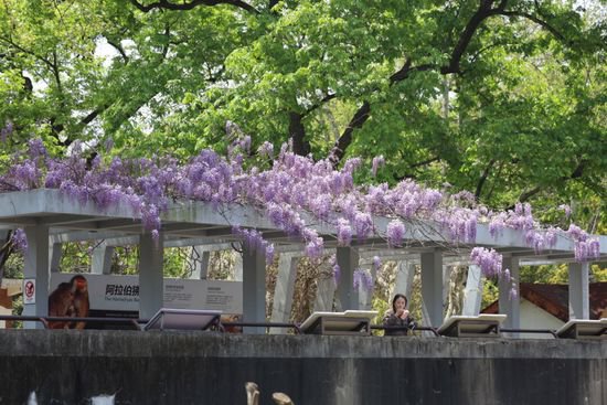 上海动物园花开满园，一样的春色别样的美！