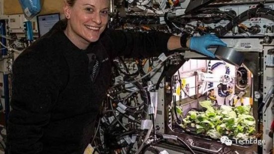 国际空间站的宇航员首次被<em>允许</em>吃掉一批自己<em>种植</em>的太空萝卜