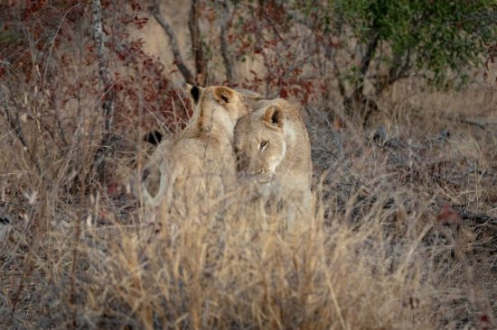 独居<em>母狮</em>：不惧斑鬣狗，害怕地主狮群，孤独至死
