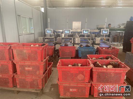 <em>广西</em>供销社打造荔浦芋头全程冷链项目