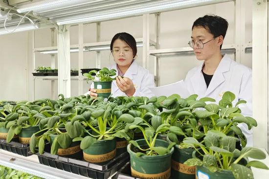 西咸新区空港新城：科技赋能农业高质量发展