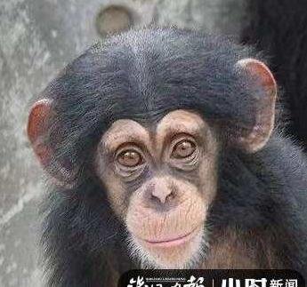 三位黑猩猩女宝求赐名！要求：可爱、好听、又好记