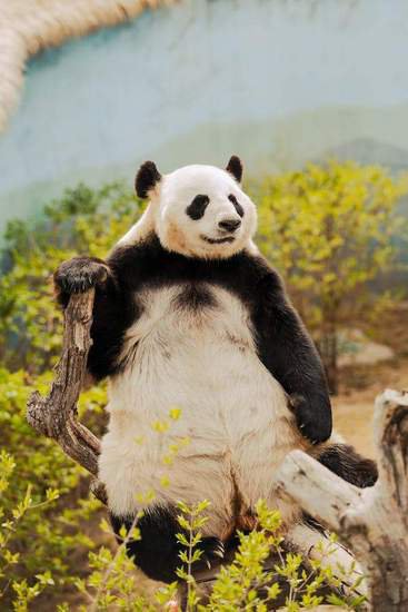 大熊猫睡觉口水被冻成冰溜子 网友：一定<em>是梦到吃</em>竹子大餐