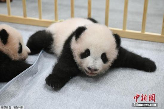 <em>日本</em>动物园公布双胞胎大熊猫<em>宝宝</em>姓名 分别为晓晓和蕾蕾