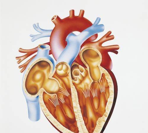 心脏病发作前有<em>哪些前兆</em>和信号？心脏病专家告诉您答案！
